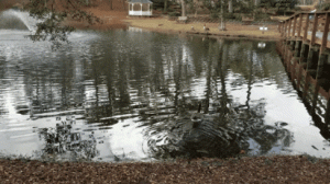 goose swimming in Wilmington NC