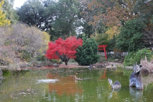 NHC Arboretum Water Garden with Dragon Sculpture